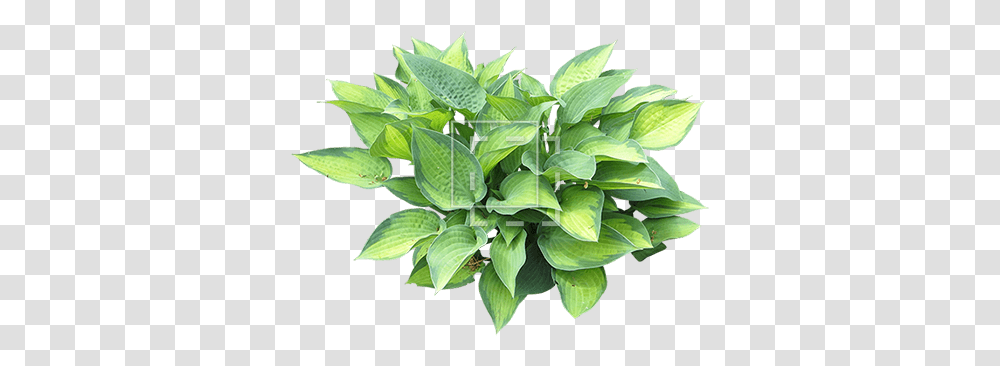 Hosta Shrub Hosta, Plant, Leaf, Flower, Blossom Transparent Png
