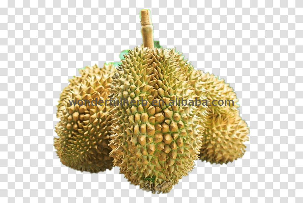 Hot Bn Nguyn Mt Ht Ging Bt Dinh Dng Su Ring Durian, Fruit, Produce, Plant, Food Transparent Png