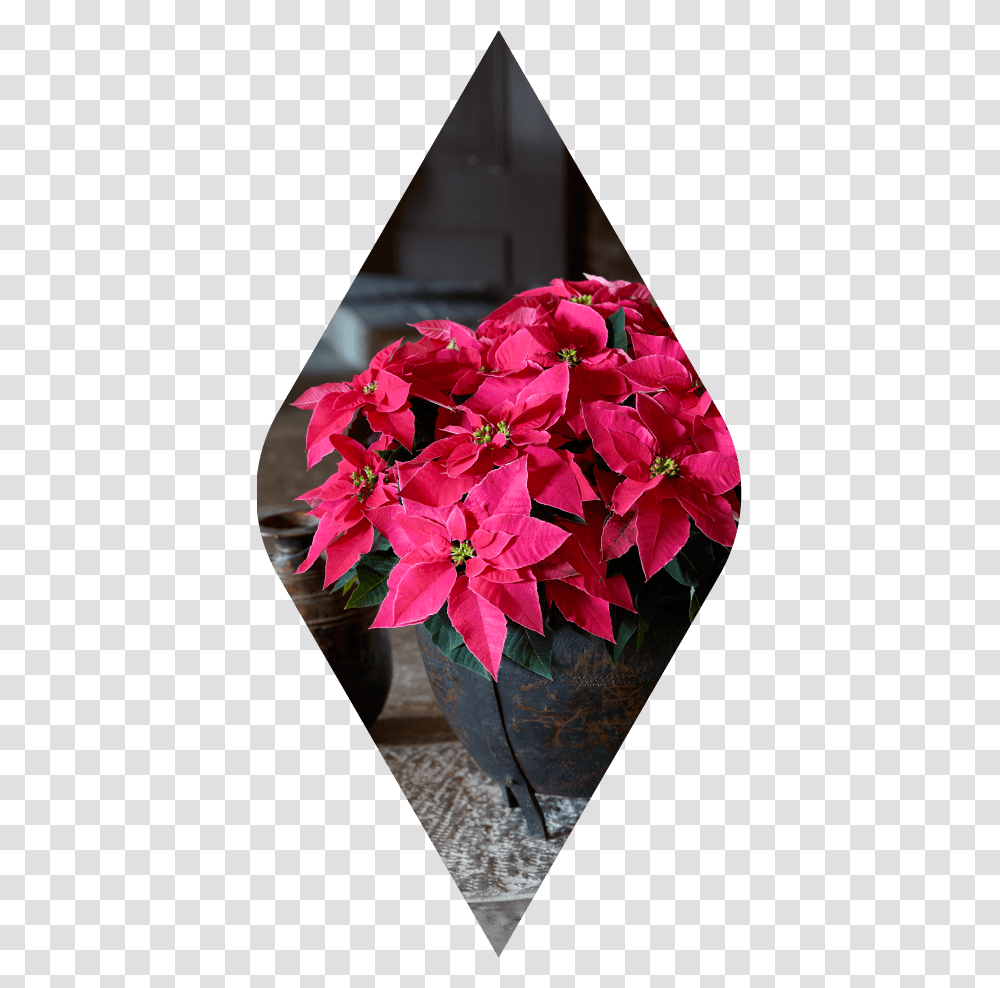 Hot Hot Flowers, Plant, Blossom, Flower Arrangement, Flower Bouquet Transparent Png