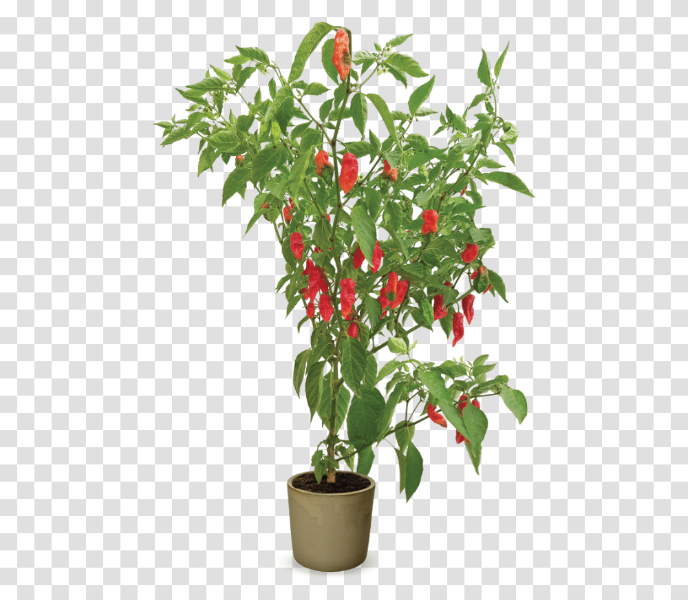 Hot Pepper Plant, Flower, Blossom, Acanthaceae, Fruit Transparent Png