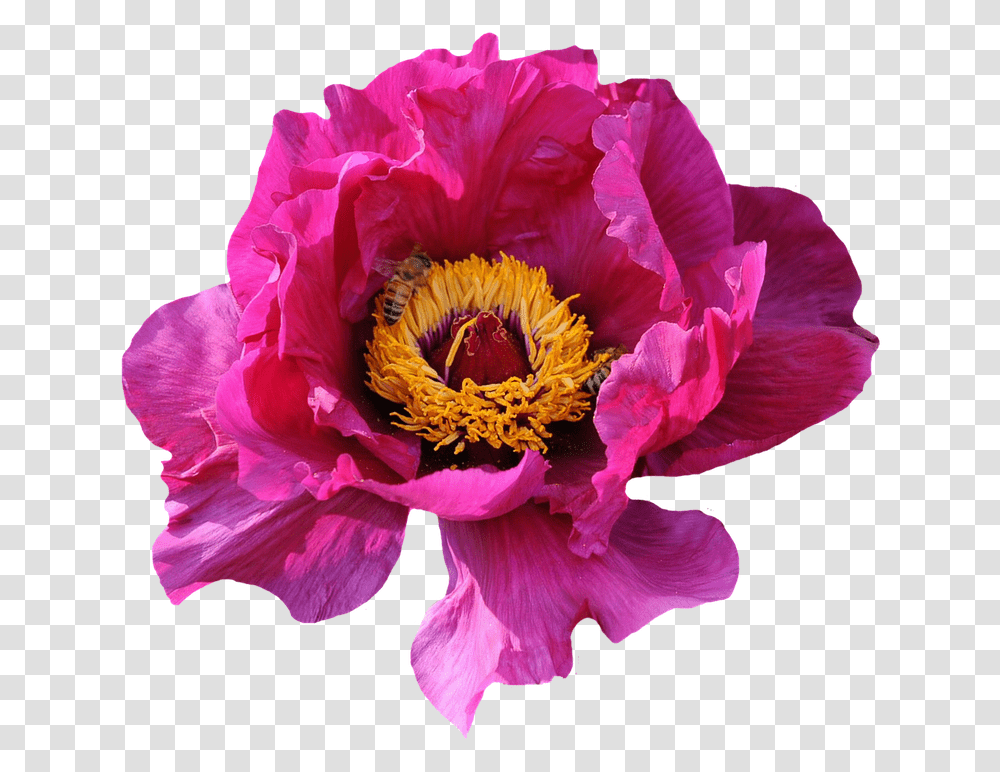 Hot Pink Flowers, Plant, Peony, Blossom, Rose Transparent Png