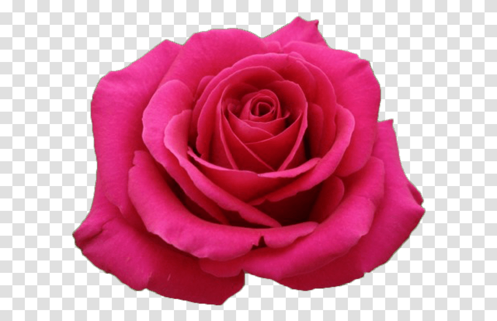 Hot Pink Rose, Flower, Plant, Blossom, Petal Transparent Png