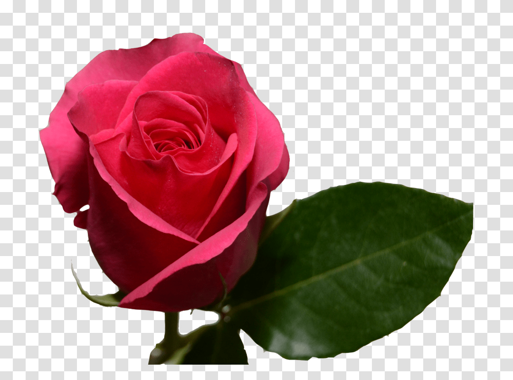 Hot Pink Roses, Flower, Plant, Blossom, Petal Transparent Png