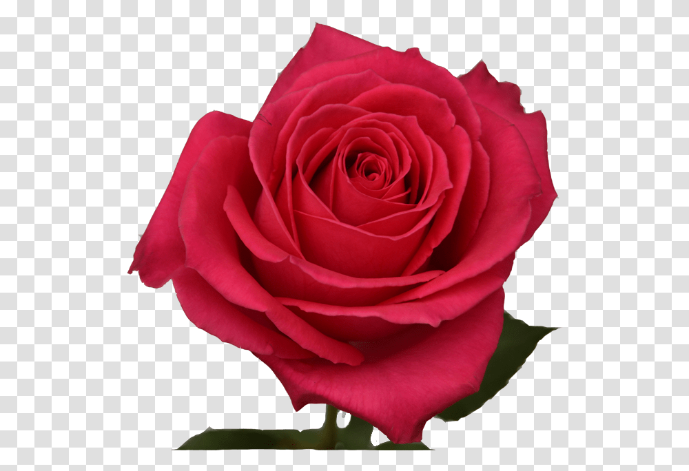 Hot Pink Roses Rose, Flower, Plant, Blossom Transparent Png