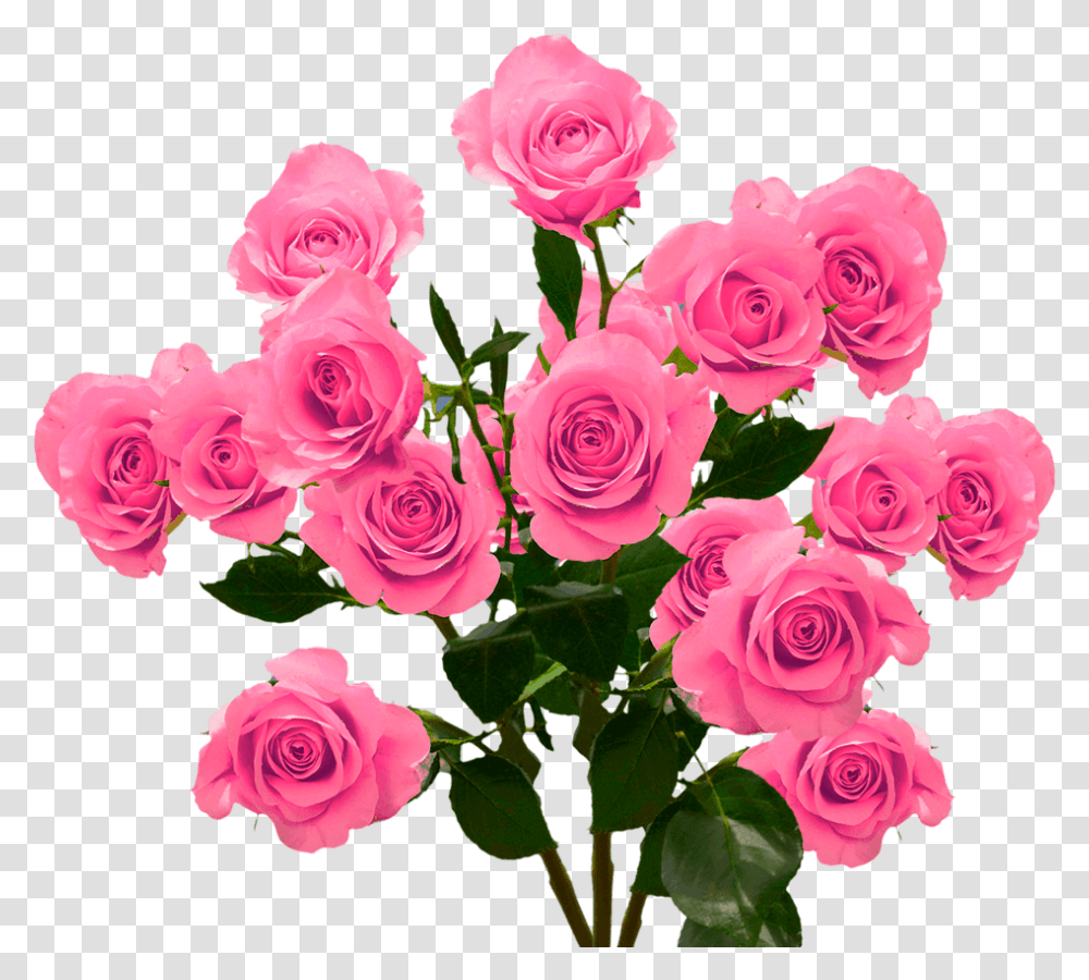 Hot Pink Spray Roses Floribunda, Flower, Plant, Blossom, Floral Design Transparent Png