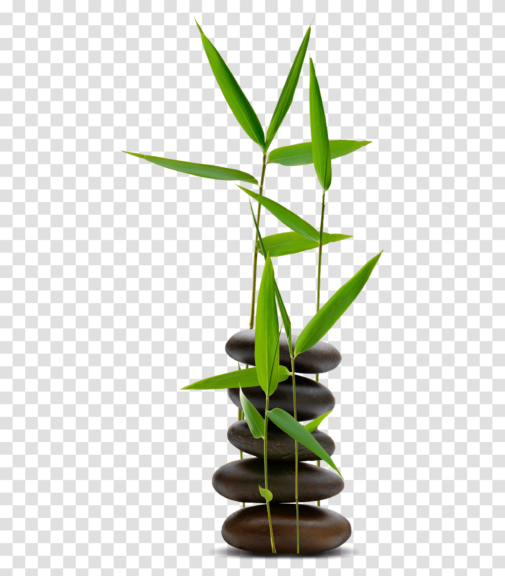 Hot Stone With Bamboo, Plant, Flower, Leaf, Pineapple Transparent Png