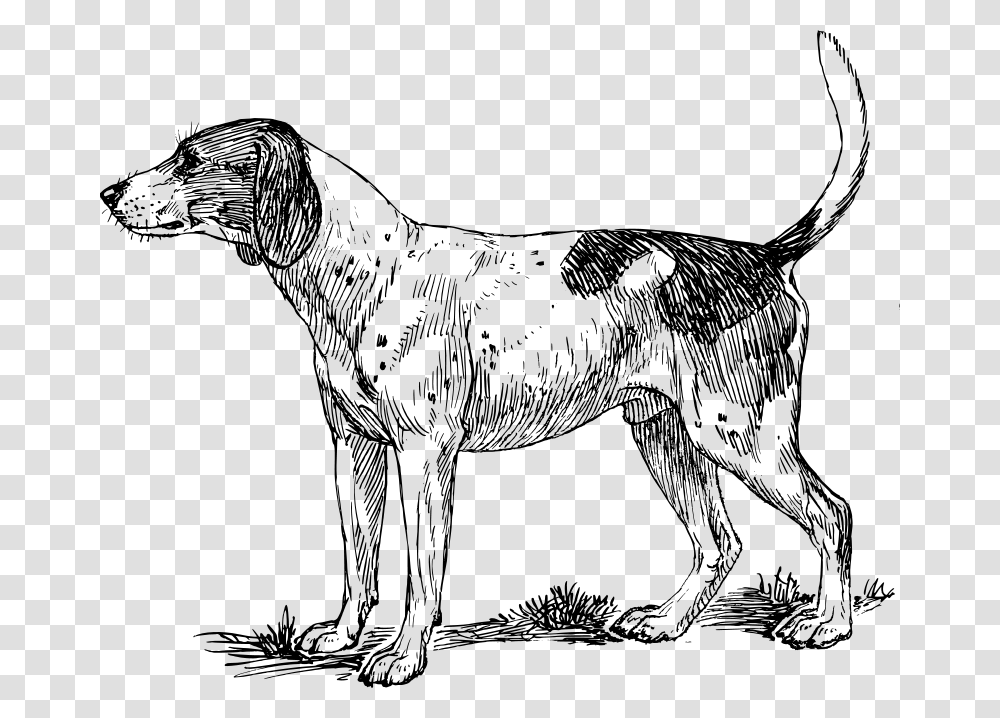 Hound, Animals, Gray, World Of Warcraft Transparent Png