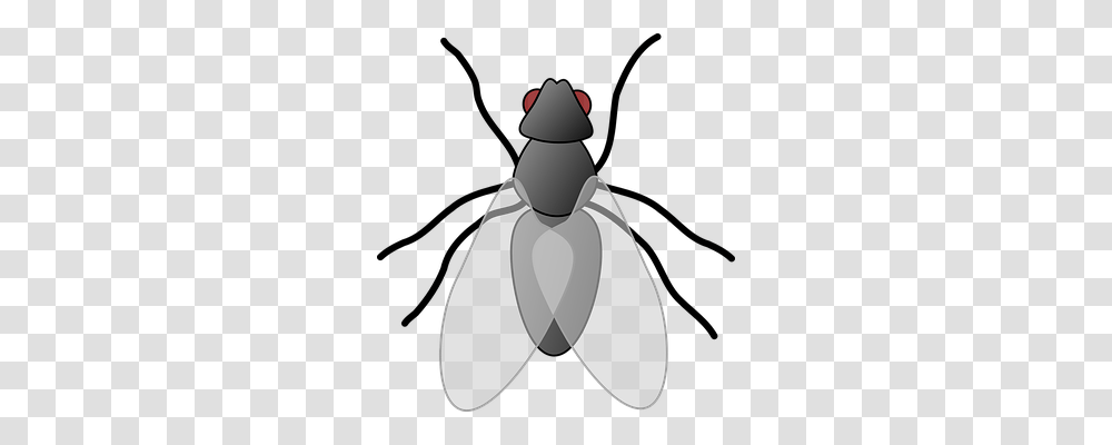 House Fly Animals, Insect, Invertebrate, Firefly Transparent Png
