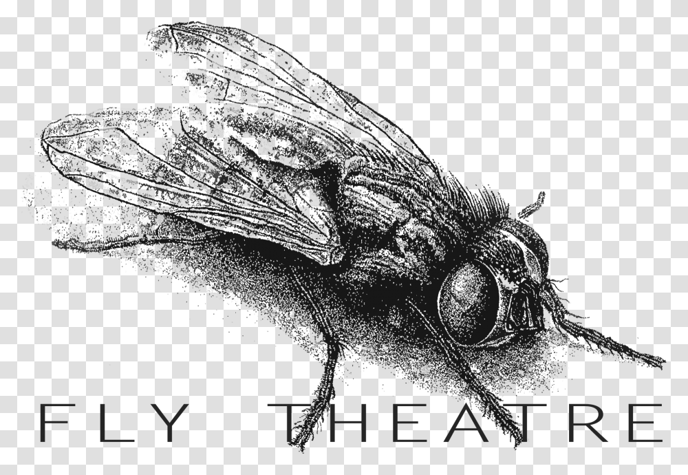 House Fly, Animal, Invertebrate, Insect, Astronomy Transparent Png