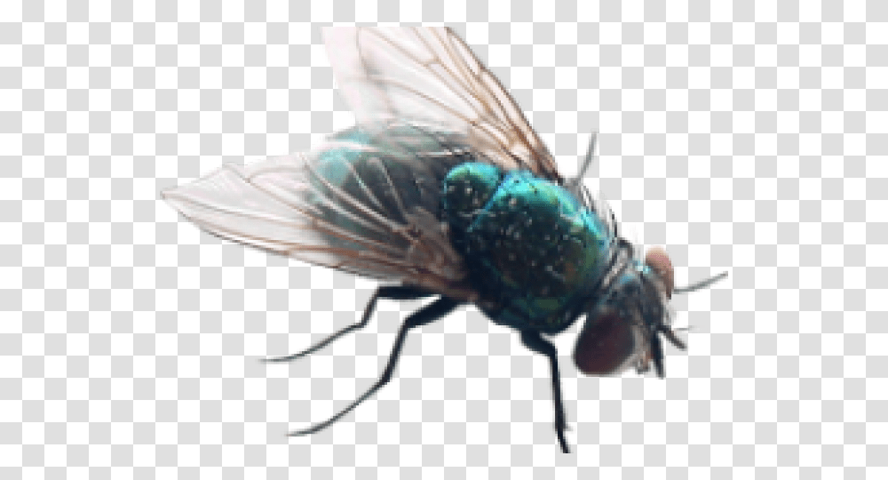House Fly Clipart Fly Background, Insect, Invertebrate, Animal, Asilidae Transparent Png