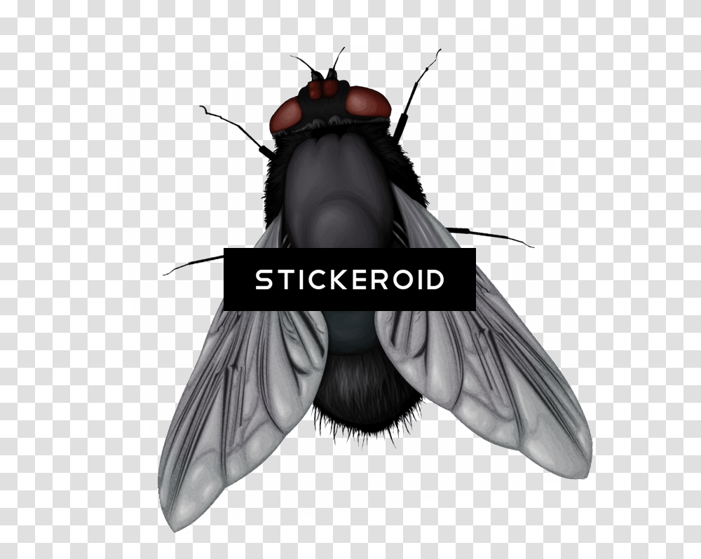 House Fly Download Fly Vector, Animal, Invertebrate, Insect, Person Transparent Png