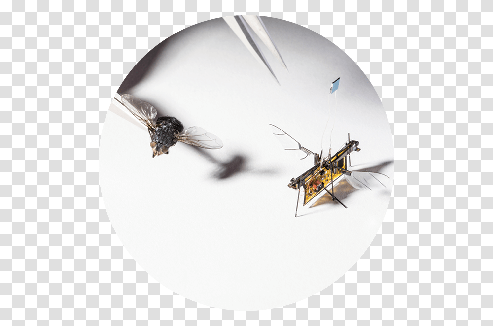 House Fly, Helicopter, Aircraft, Vehicle, Transportation Transparent Png