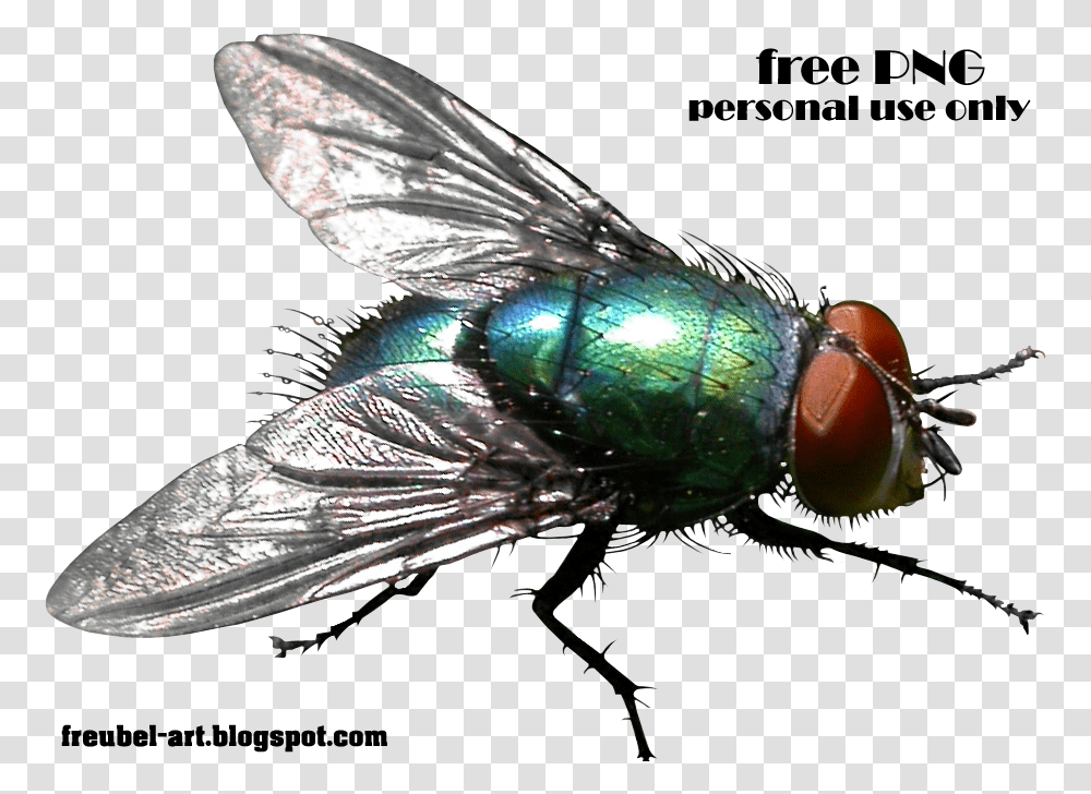 House Fly House Fly Flies Background, Insect, Invertebrate, Animal Transparent Png