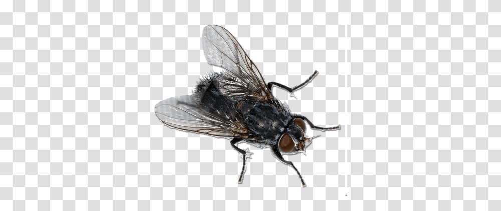 House Fly Image Fly, Insect, Invertebrate, Animal, Asilidae Transparent Png