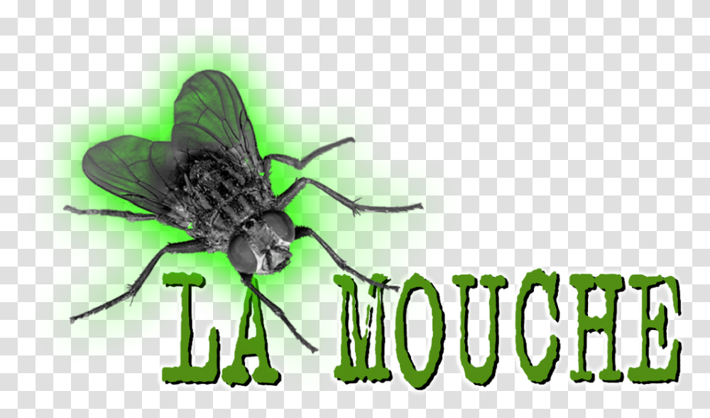 House Fly, Insect, Invertebrate, Animal, Asilidae Transparent Png
