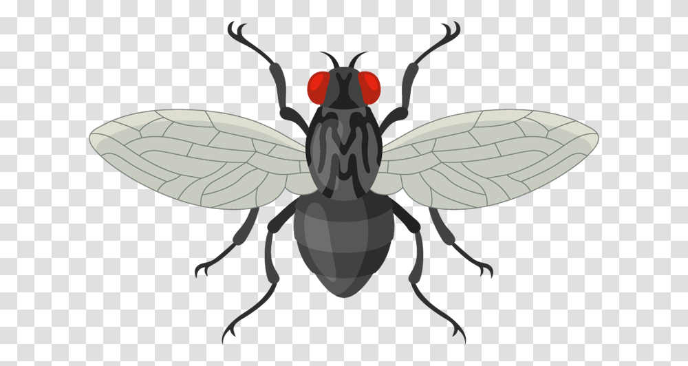House Fly, Insect, Invertebrate, Animal, Wasp Transparent Png