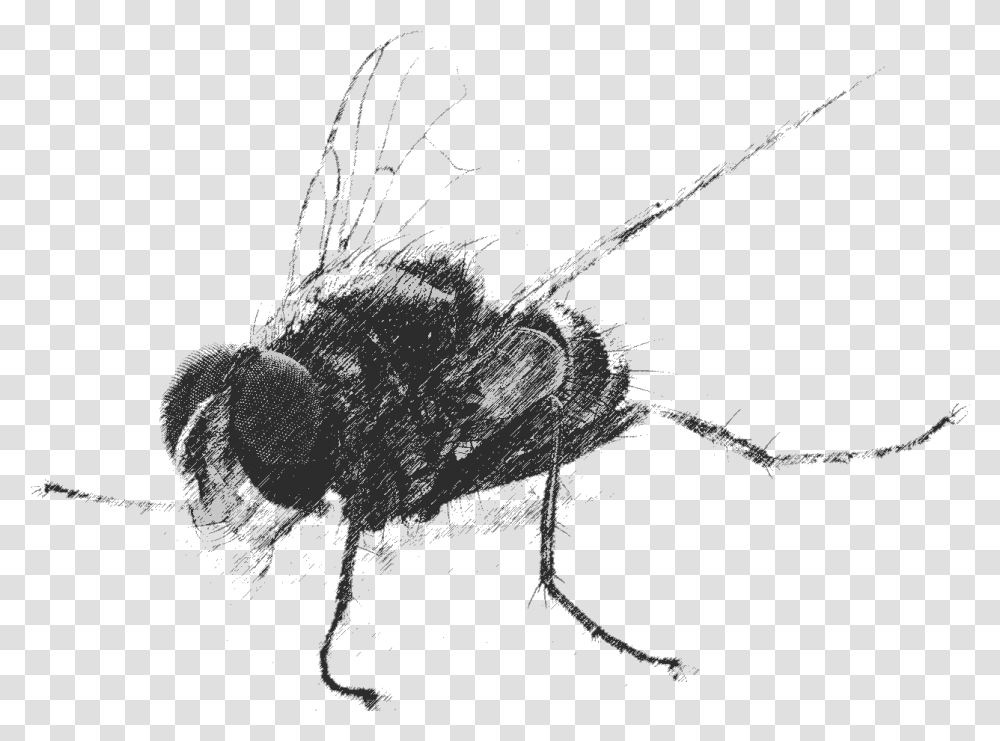 House Fly, Invertebrate, Animal, Insect, Spider Transparent Png