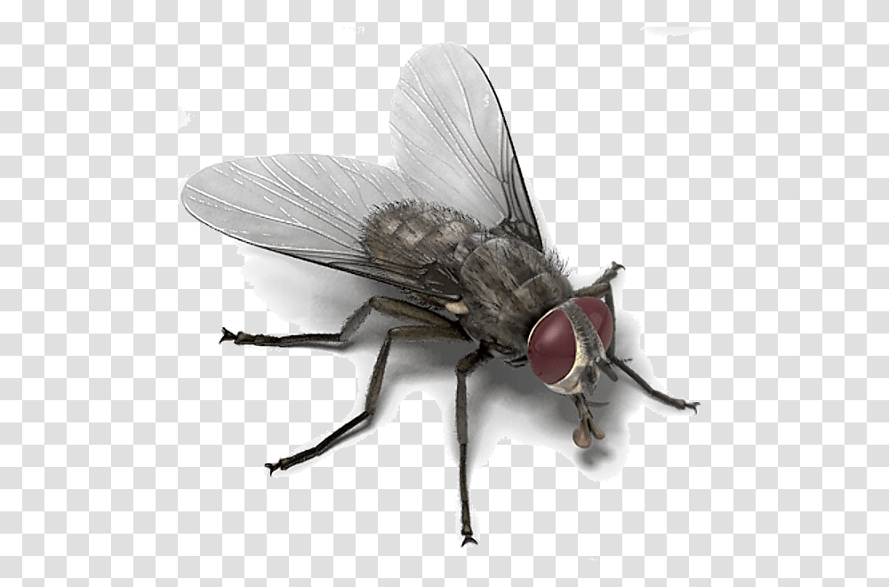 House Fly Memes House Fly Template, Insect, Invertebrate, Animal, Asilidae Transparent Png