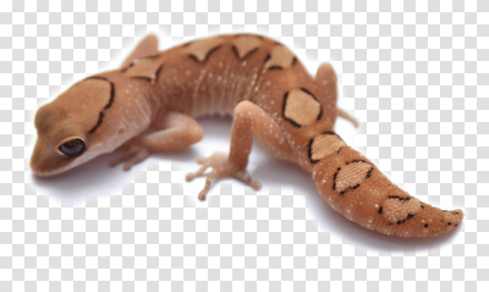 House Gecko, Lizard, Reptile, Animal, Wildlife Transparent Png
