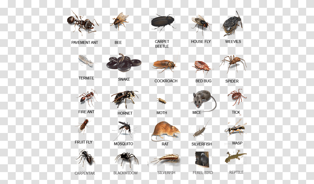 House Pests, Animal, Bird, Insect, Invertebrate Transparent Png