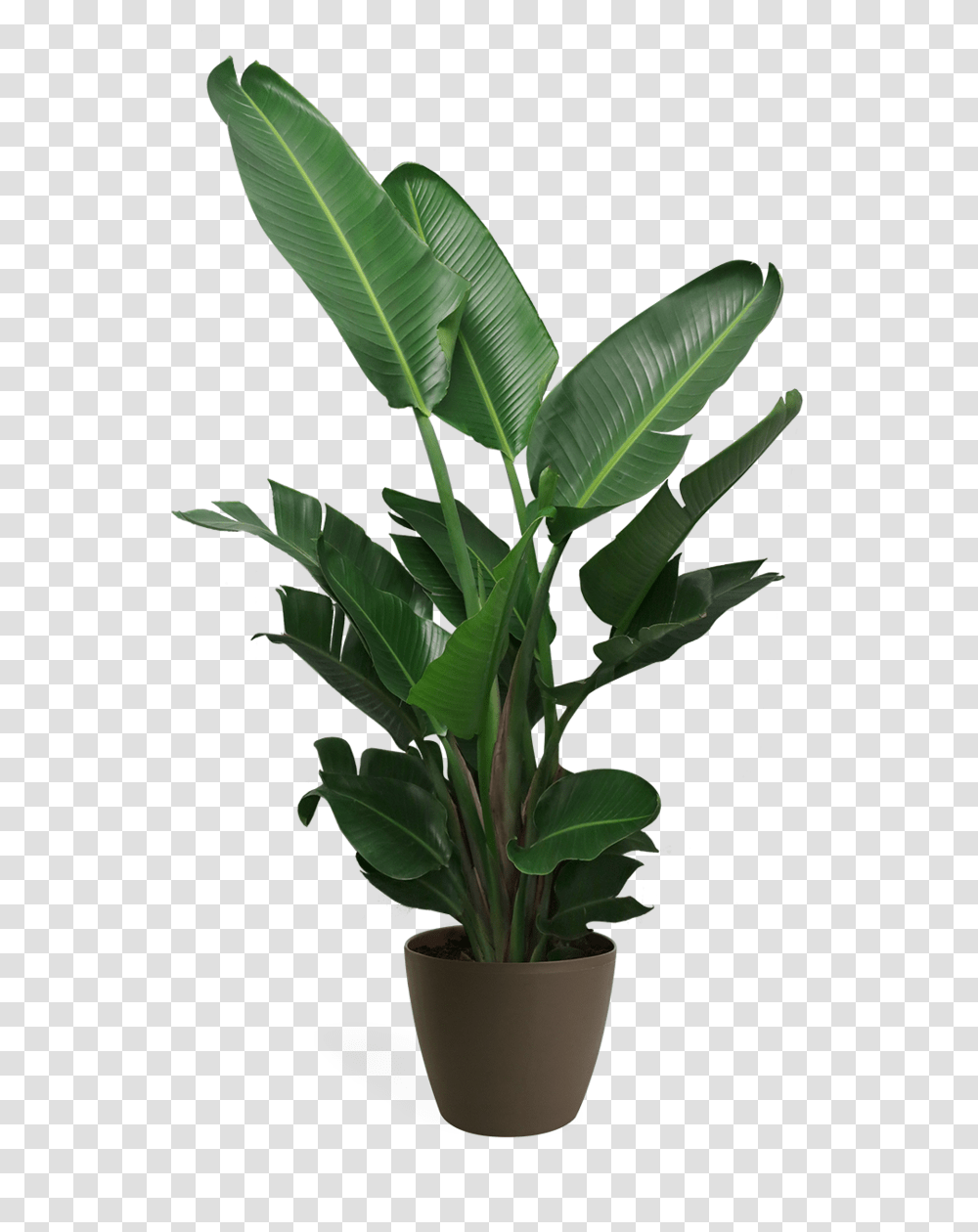 House Plant, Leaf, Tree, Vegetation, Flower Transparent Png