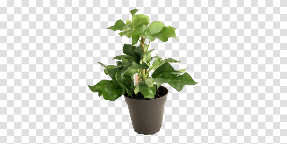 House Plant Pia Tree Ivy, Flower, Blossom, Leaf, Sprout Transparent Png