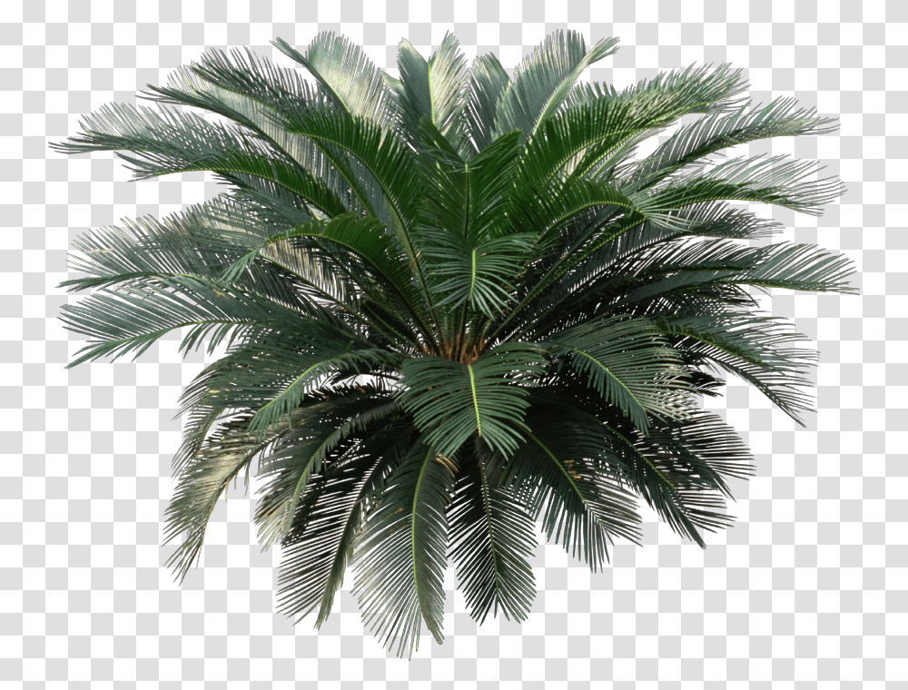 House Plant Sago Palm, Tree, Palm Tree, Arecaceae, Pattern Transparent Png