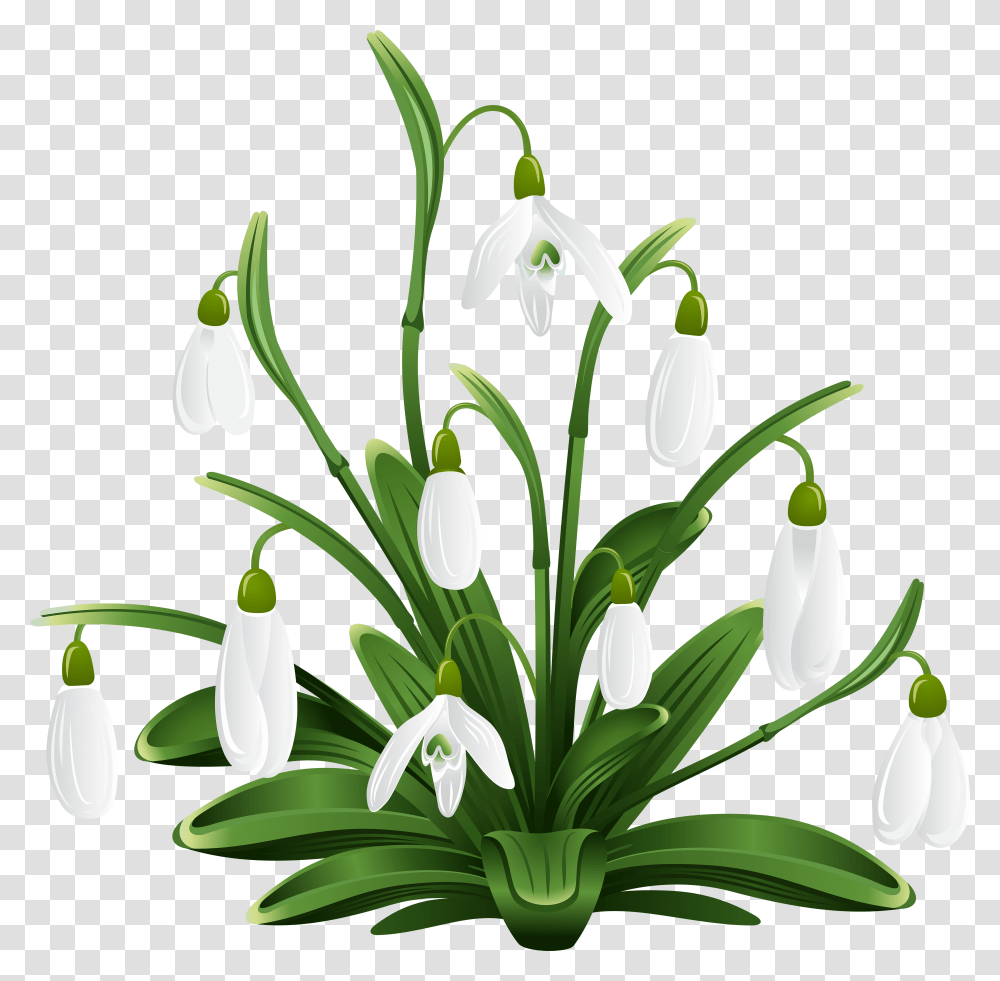 House Plant Snow Drops Clip Art, Amaryllidaceae, Flower, Blossom, Petal Transparent Png