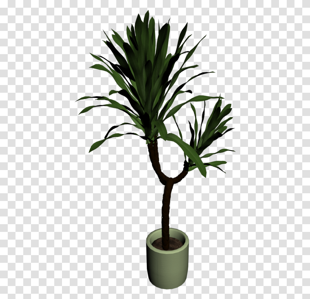 House Plant Yuccapalme, Tree, Leaf, Flower, Blossom Transparent Png