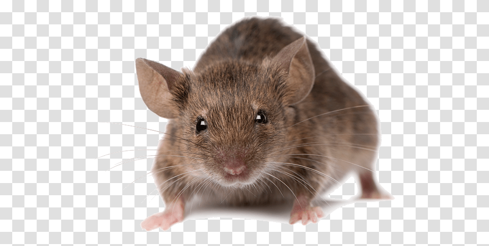 House Rat, Rodent, Mammal, Animal, Pet Transparent Png