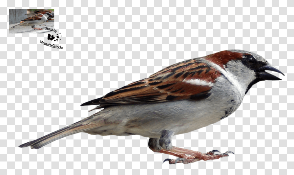 House Sparrow, Bird, Animal, Anthus, Finch Transparent Png