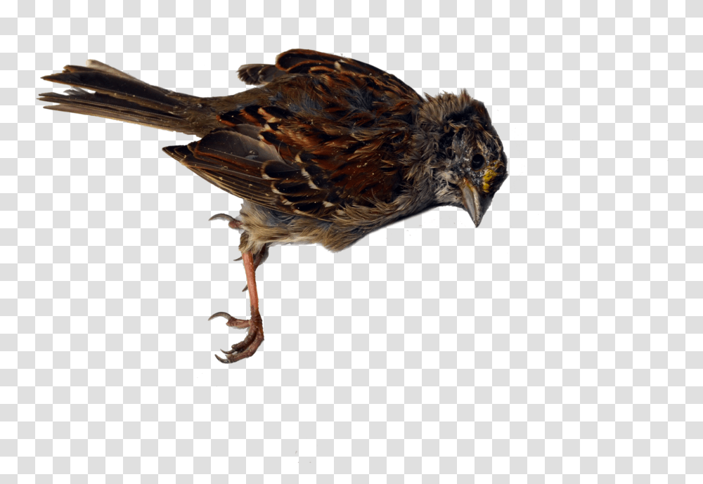 House Sparrow, Bird, Animal, Anthus, Finch Transparent Png