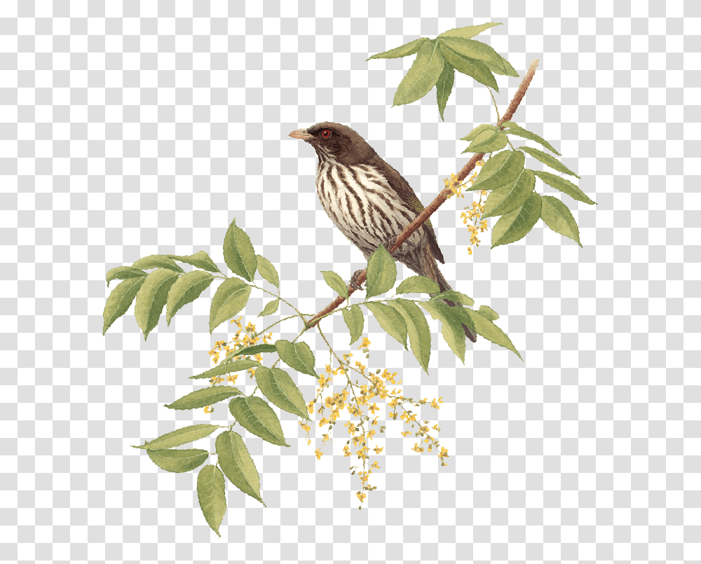 House Sparrow, Bird, Animal, Finch, Accipiter Transparent Png