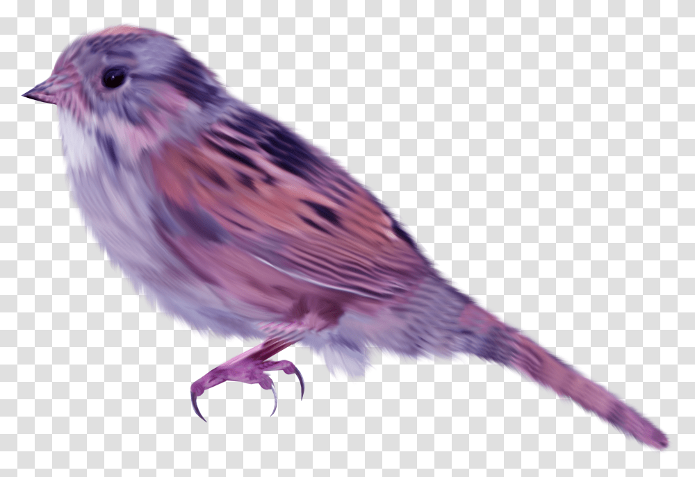 House Sparrow Bird Purple Sparrow, Animal, Finch, Canary, Anthus Transparent Png
