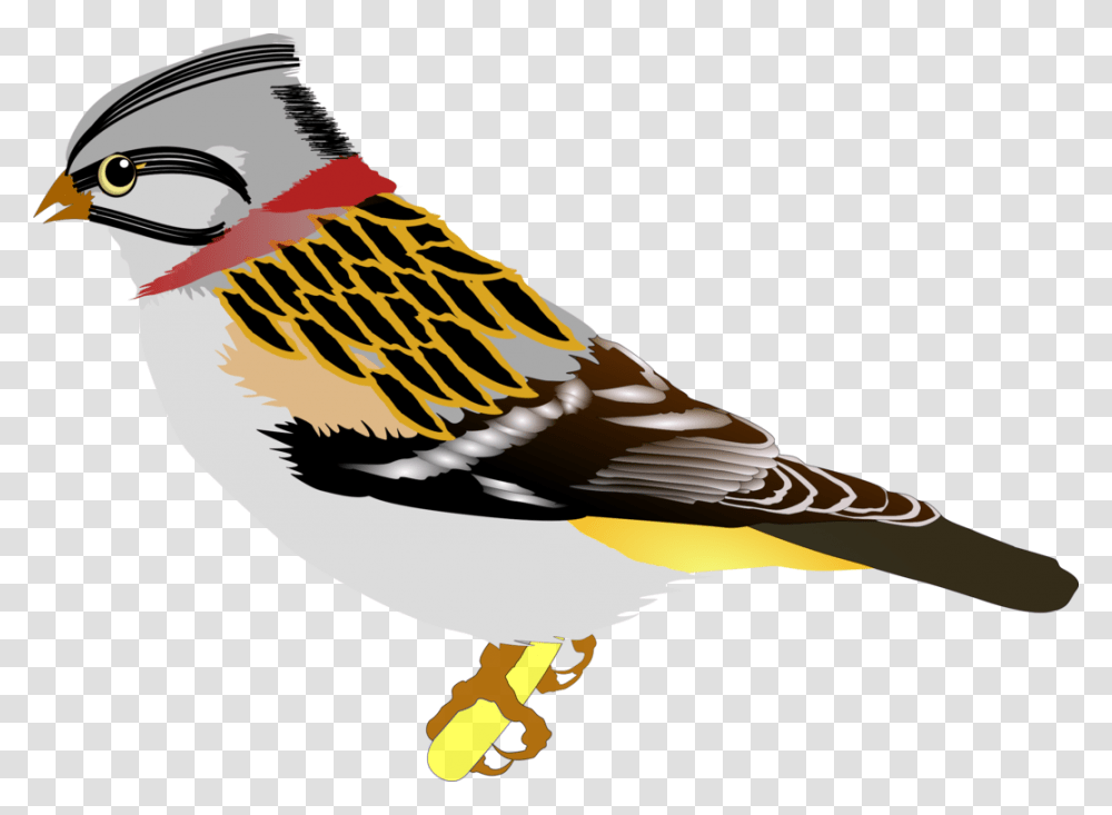 House Sparrow Bird Vertebrate Drawing, Animal, Finch Transparent Png