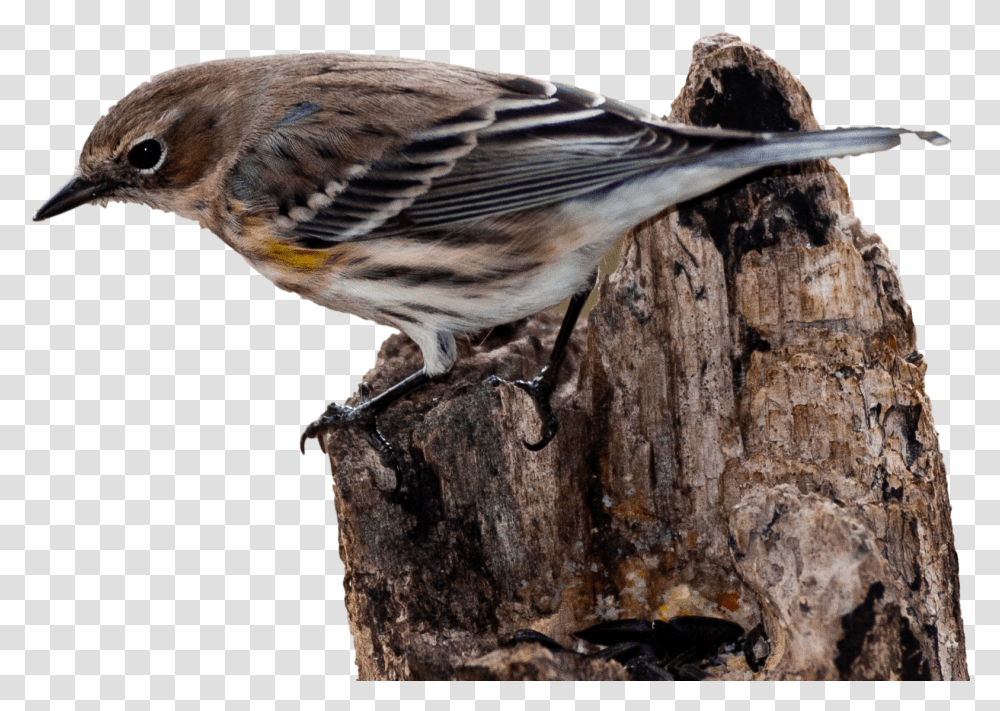 House Sparrow Bird Vertebrate New World Warbler Pajaro Curruca, Animal, Finch, Anthus, Plant Transparent Png