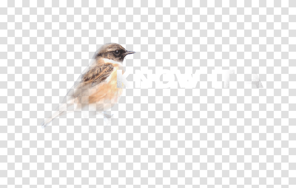 House Sparrow Download House Sparrow, Bird, Animal, Finch, Canary Transparent Png