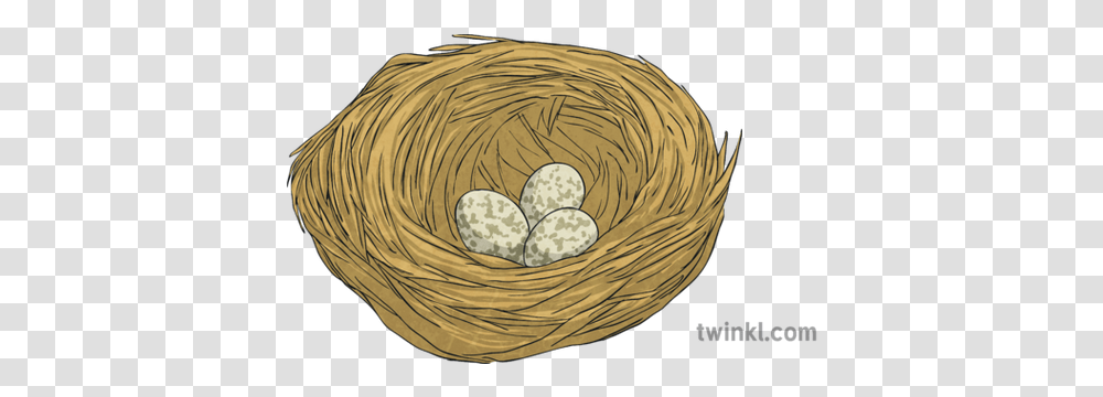 House Sparrow Nest Eggs Bird Science Ks2 Illustration Twinkl Bird Nest, Food, Sphere, Gold, Rug Transparent Png