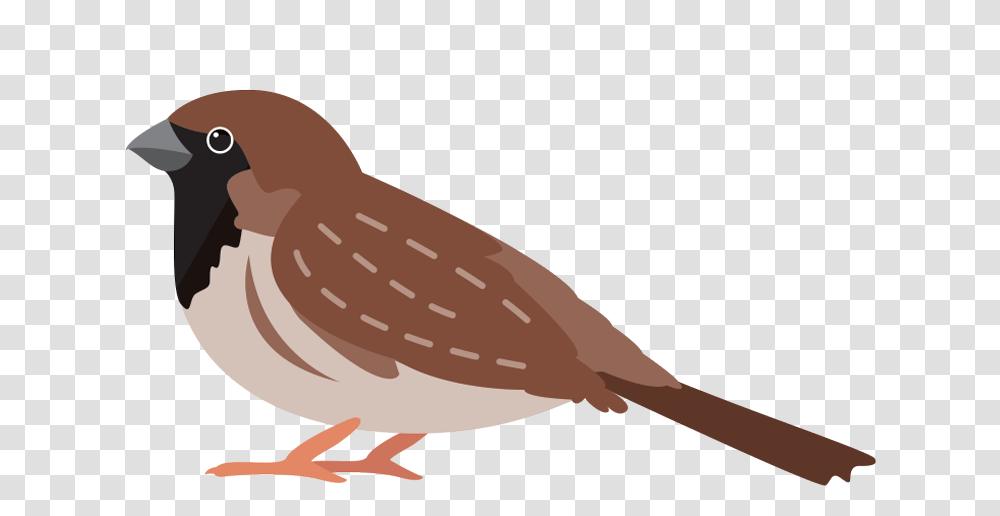 House Sparrow, Waterfowl, Bird, Animal, Quail Transparent Png