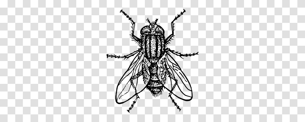 Housefly Technology, Gray, World Of Warcraft Transparent Png