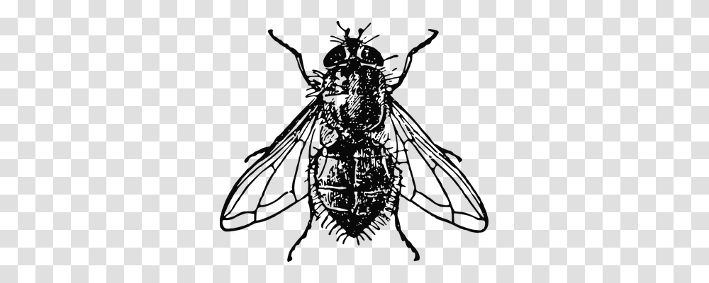 Housefly Animals, Insect, Invertebrate, Firefly Transparent Png