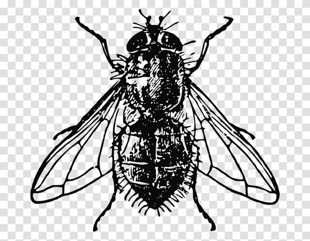Housefly Insect Fly House Dirty Unhygienic Fly Image Black And White, Invertebrate, Animal, Firefly, Cricket Insect Transparent Png