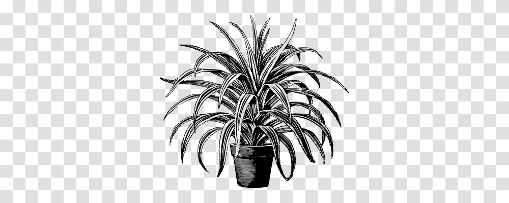 Houseplant Nature, Gray, World Of Warcraft Transparent Png