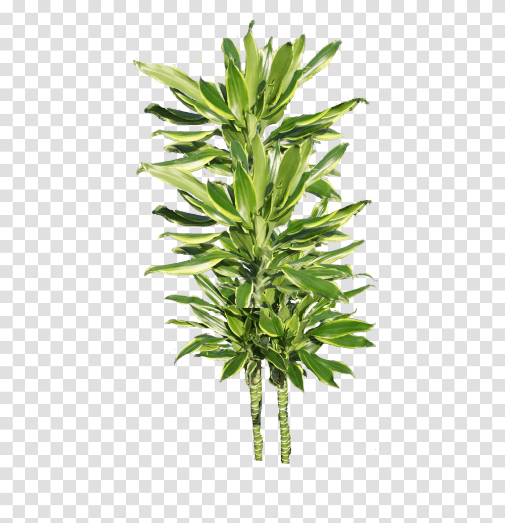 Houseplant, Agavaceae, Leaf, Pineapple, Fruit Transparent Png