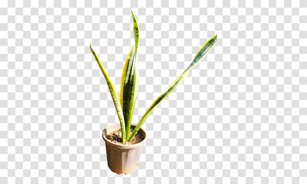 Houseplant, Aloe, Leaf Transparent Png