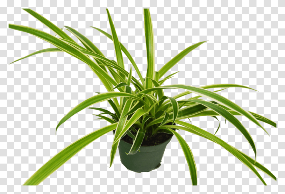 Houseplant, Aloe, Leaf Transparent Png