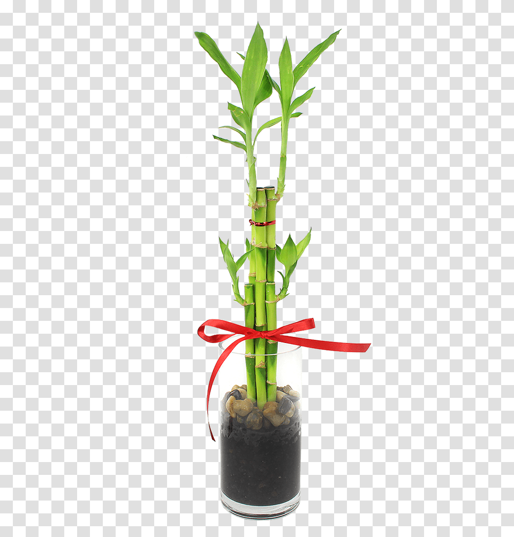 Houseplant, Bamboo, Bamboo Shoot, Vegetable, Produce Transparent Png