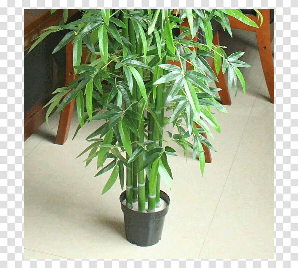 Houseplant, Bamboo, Hemp Transparent Png