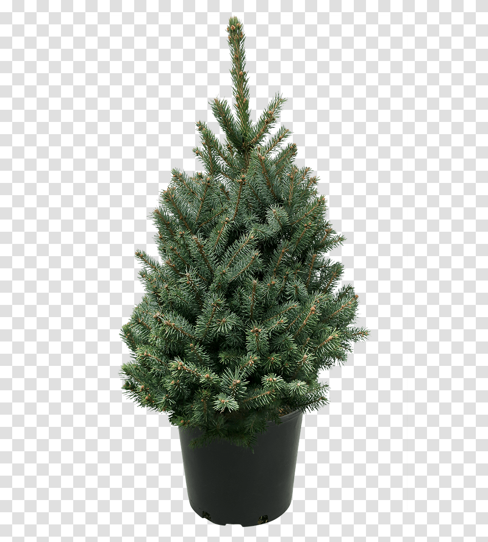 Houseplant, Christmas Tree, Ornament, Pine, Conifer Transparent Png