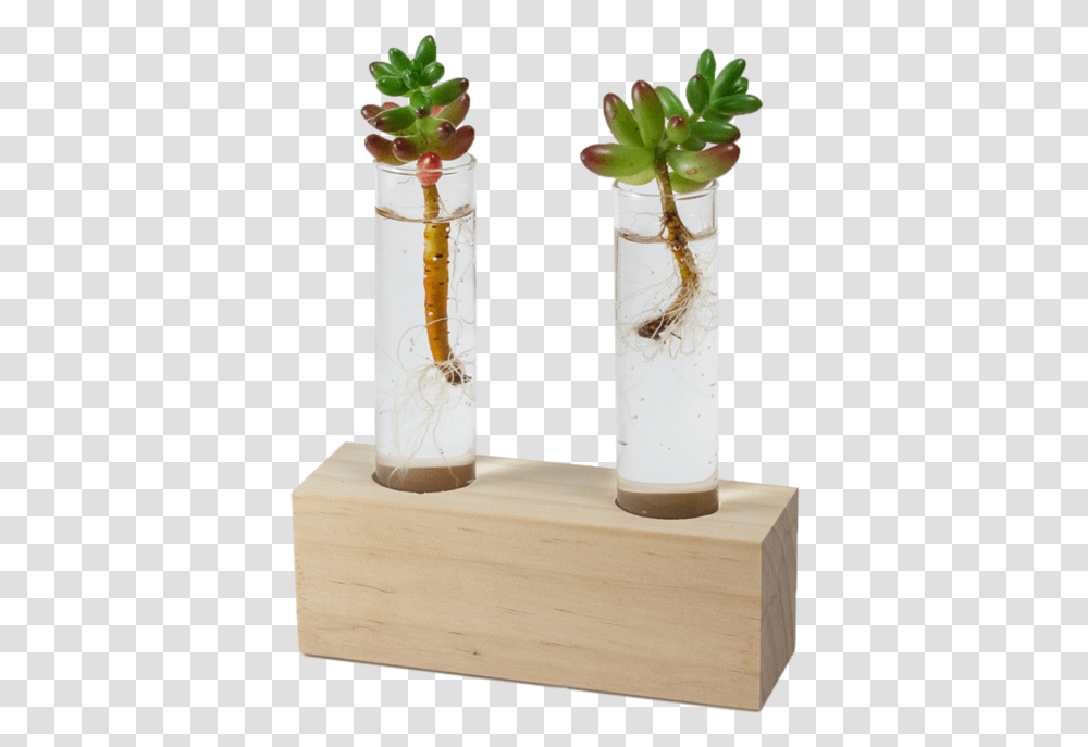 Houseplant, Cocktail, Alcohol, Beverage, Drink Transparent Png